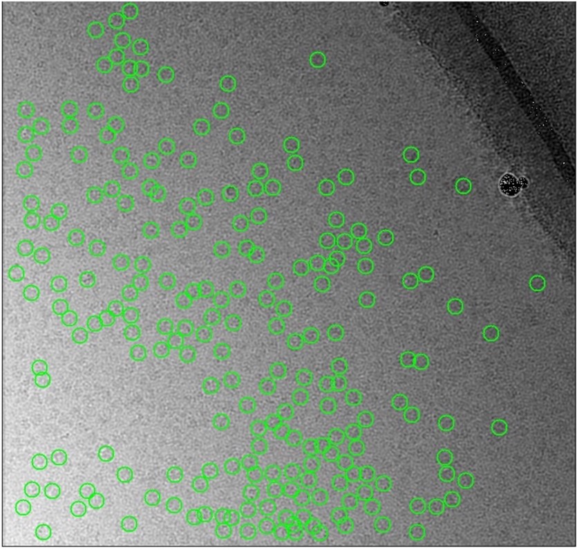 Example of a micrograph with non-uniform ice distribution where particles are omitted by autopicker.  