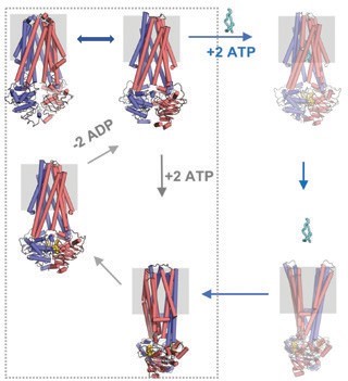 Figure 3: Mechanism of antibacterial peptide export by McjD. McjD is shown in red and blue
<br/>cartoons. The membrane is depicted in grey box. The nucleotides are shown as yellow spheres
<br/>and MccJ25 as cyan ribbon. The transient states are shown in light colour. The inward- and
<br/>outward-open conformations of McjD are based on MsbA and Sav1866 structures.