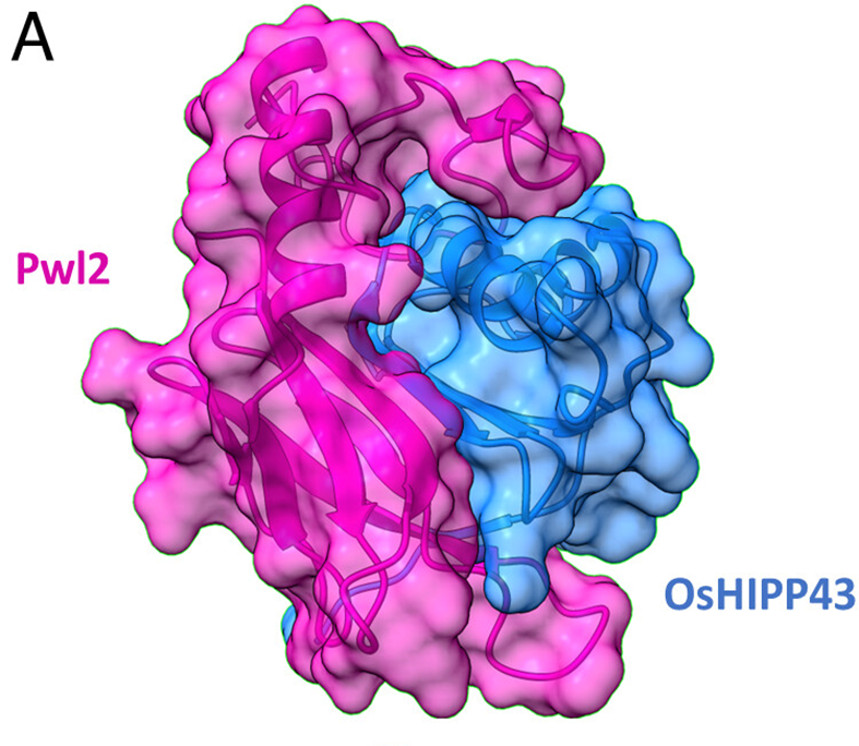 Figure 1: Transparent surface representation of Pwl2 (pink) and OsHIPP43 (blue)