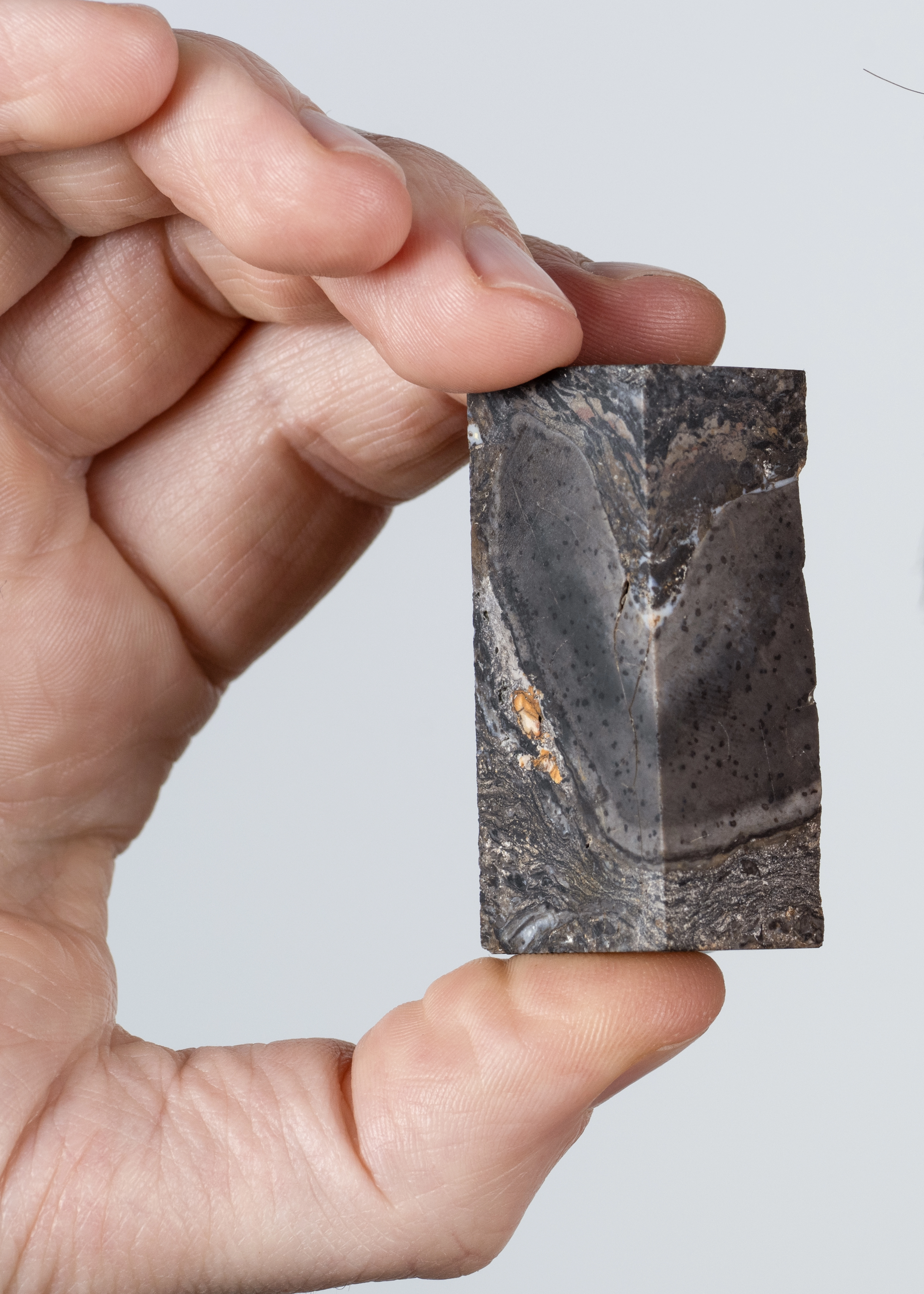 Image A 400-million-year-old puzzle 