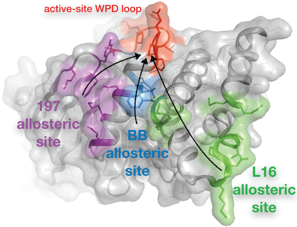 Figure 1: An expanded allosteric network in PTP1B. Multitemperature crystallography and <br/>multiconformer modelling of the apo protein revealed one previously reported allosteric<br/>site, the BB site (blue)3, as well as two new allosteric sites, the 197 site (purple) and the L16<br/>site (green). Each site is thought to allosterically communicate via conformational motions<br/>(arrows) with the dynamic WPD loop that is adjacent to the active site (red).