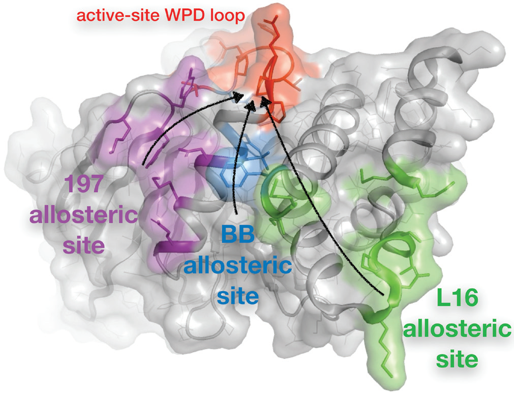 Figure 1: An expanded allosteric network in PTP1B. Multitemperature crystallography and 
<br/>multiconformer modelling of the apo protein revealed one previously reported allosteric
<br/>site, the BB site (blue)3, as well as two new allosteric sites, the 197 site (purple) and the L16
<br/>site (green). Each site is thought to allosterically communicate via conformational motions
<br/>(arrows) with the dynamic WPD loop that is adjacent to the active site (red).