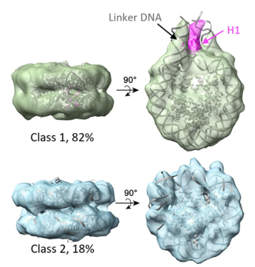Averaged structures of nucleosomes with or without histone 1 (H1). Image taken from Hou et al. Nat Commun (2023) under a CC BY 4.0 license.