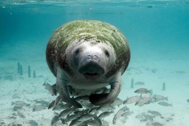 Pioneering bright light research reveals bone density of sea cows for the first time