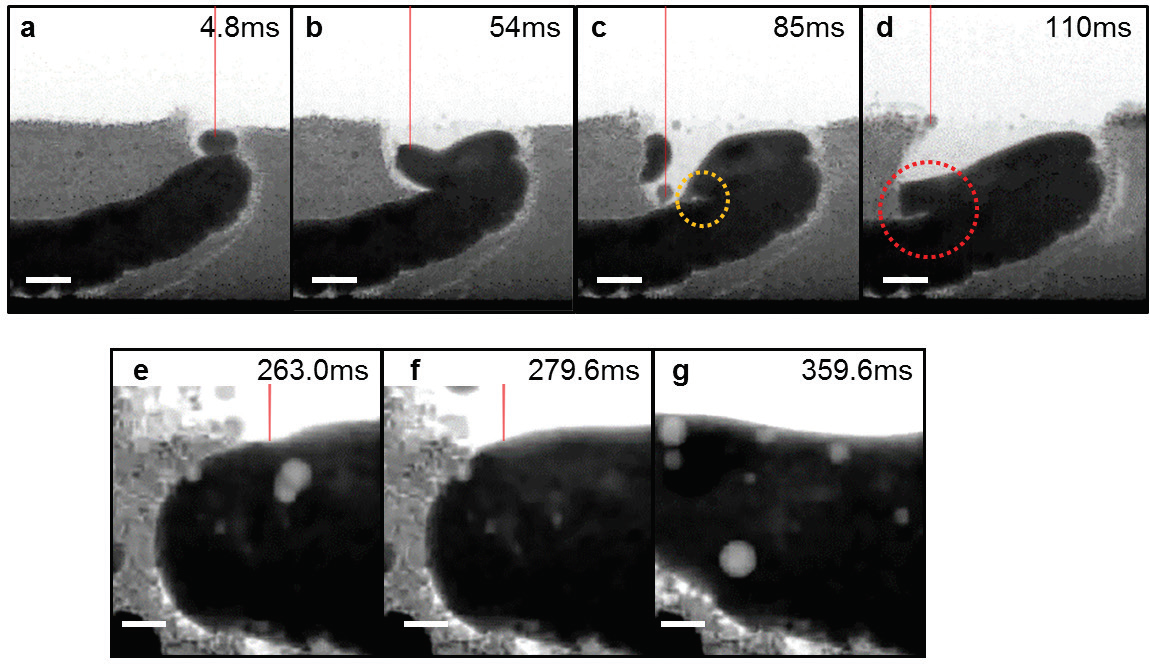 Figure 3: Time series radiographs showing a layer by layer LAM build. (a) Molten pool forms<br/>above the previous melt track and then (b) merges with previous track via molten pool<br/>wetting. Pore formation induced by entrapment of (c) gas porosity, and (d) powder particles.<br/>Three pore evolution mechanisms are revealed during laser re-melting, including (e) pore<br/>coalescence, (f) pore dissolution, and (g) pore dispersion into smaller pores.