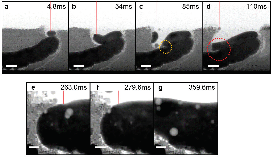 Figure 3: Time series radiographs showing a layer by layer LAM build. (a) Molten pool forms
<br/>above the previous melt track and then (b) merges with previous track via molten pool
<br/>wetting. Pore formation induced by entrapment of (c) gas porosity, and (d) powder particles.
<br/>Three pore evolution mechanisms are revealed during laser re-melting, including (e) pore
<br/>coalescence, (f) pore dissolution, and (g) pore dispersion into smaller pores.