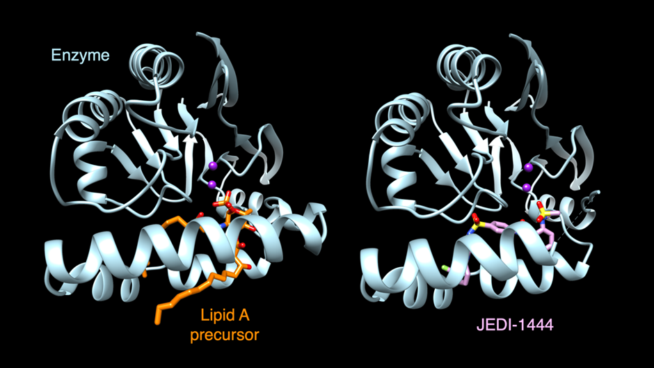 Caption: X-ray crystallography experiments at Diamond’s I04-1 beamline revealed that the new compound, JEDI-1444, binds to the LPS-synthesizing enzyme in the same place as substrates, suggesting it may interfere with the active site. Image credit: Douglas Huseby; adapted from the PNAS publication in accordance with CC-BY 4.0 license.