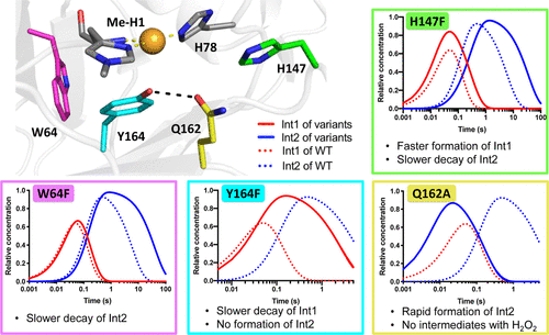 Impact of point mutations on intermediate formation and decay. Crystal structure of LsAA9 active site, showing copper (orange), the histidine brace (grey atom colored sticks), and key active site residues selected for mutagenesis: H147 (green), W64 (pink), Y164 (cyan), and Q162 (yellow). For each of the mutants H147F, W64F, Y164F, and Q162A, concentration profiles of Int1 (red) and Int2 (blue) derived from global fitting software are shown as a function of time (solid line) in comparison to the wild-type enzyme (dotted line).