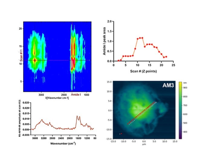 Top left: “Heatmap” of synchrotron photo-thermal IR nanospectroscopy across an AM3 drug-treated cell; Bottom right: AFM image showing a linescan on the cell (points spacing 500 nm); Bottom left: FTIR nanospectrum of the cell in point 11; Top right: protein signal profile (amide I) across the cell.