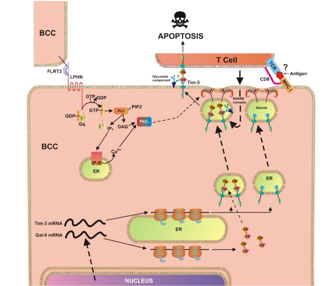 Breast cancer cell-based pathobiochemical pathways showing LPHN-induced activation of PKCα, which triggers the translocation of Tim-3 and galectin-9 onto the cell surface which is required for immune escape.