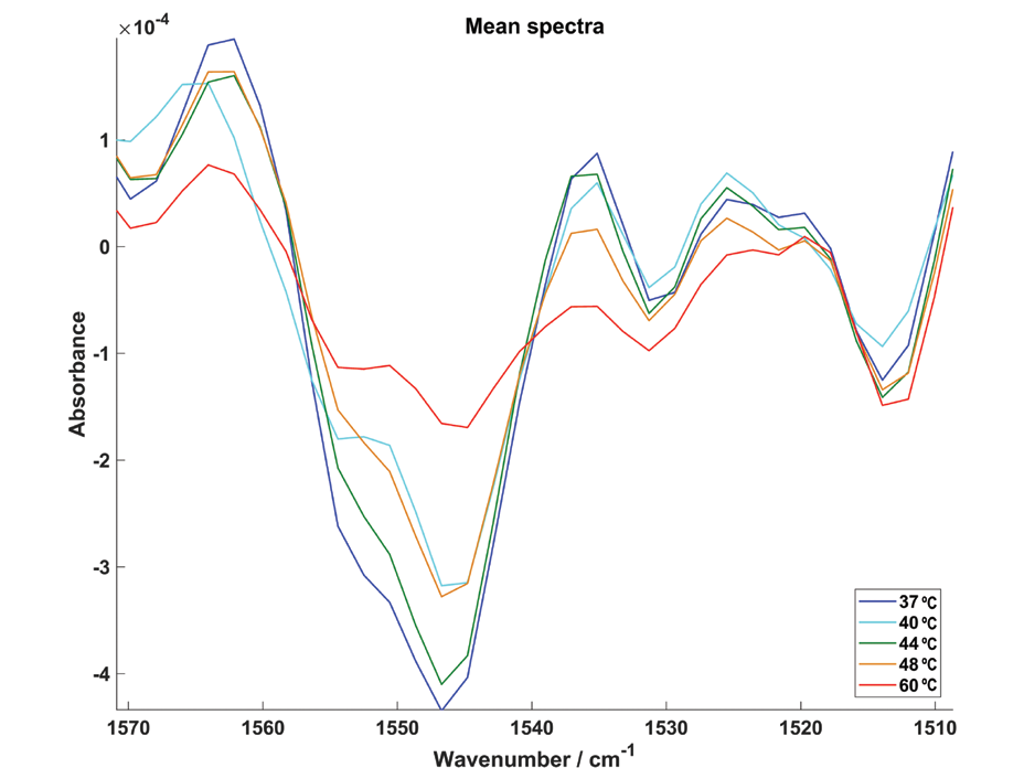 Figure 2: Second derivative mean spectra (1500-1580 cm<sup>-1</sup> region) of SKOV3 cells, indicating
<br/>the changes around the Amide II band as a function of increasing temperature.