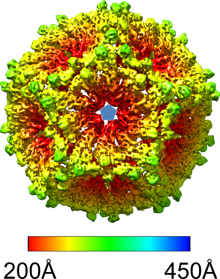 emClarity map of Orthoreovirus single-layered particle.