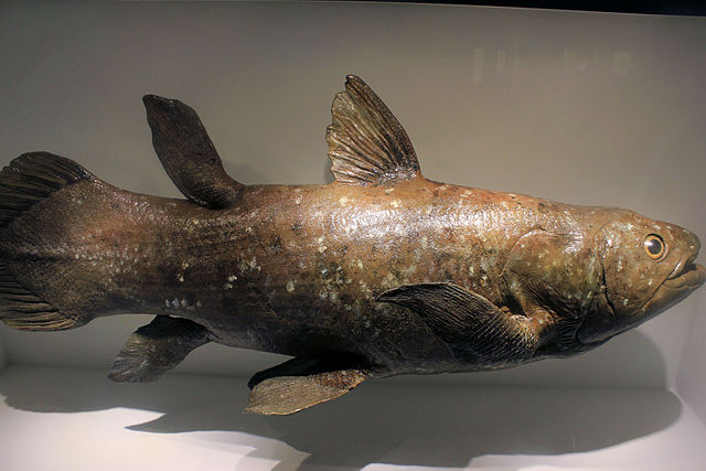 The protein structures came from the West Indian Ocean coelacanth, and it was the first time coelacanth proteins were ever published.