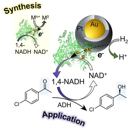 Under mild conditions, small (<10 nm), spherical, monodisperse metal nanoparticles (NPs) can be synthesised using an NAD+ reductase enzyme as reductant and stabiliser, forming Au NPs and Au@Pt (core-shell) NPs. The enzyme-Au@Pt NP hybrids demonstrated promising activity as a H<sub>2</sub>-driven NADH cofactor recycling system, coupled with an alcohol dehydrogenase (ADH).