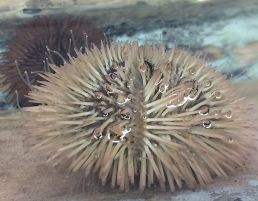 Image Sea urchin mineralization