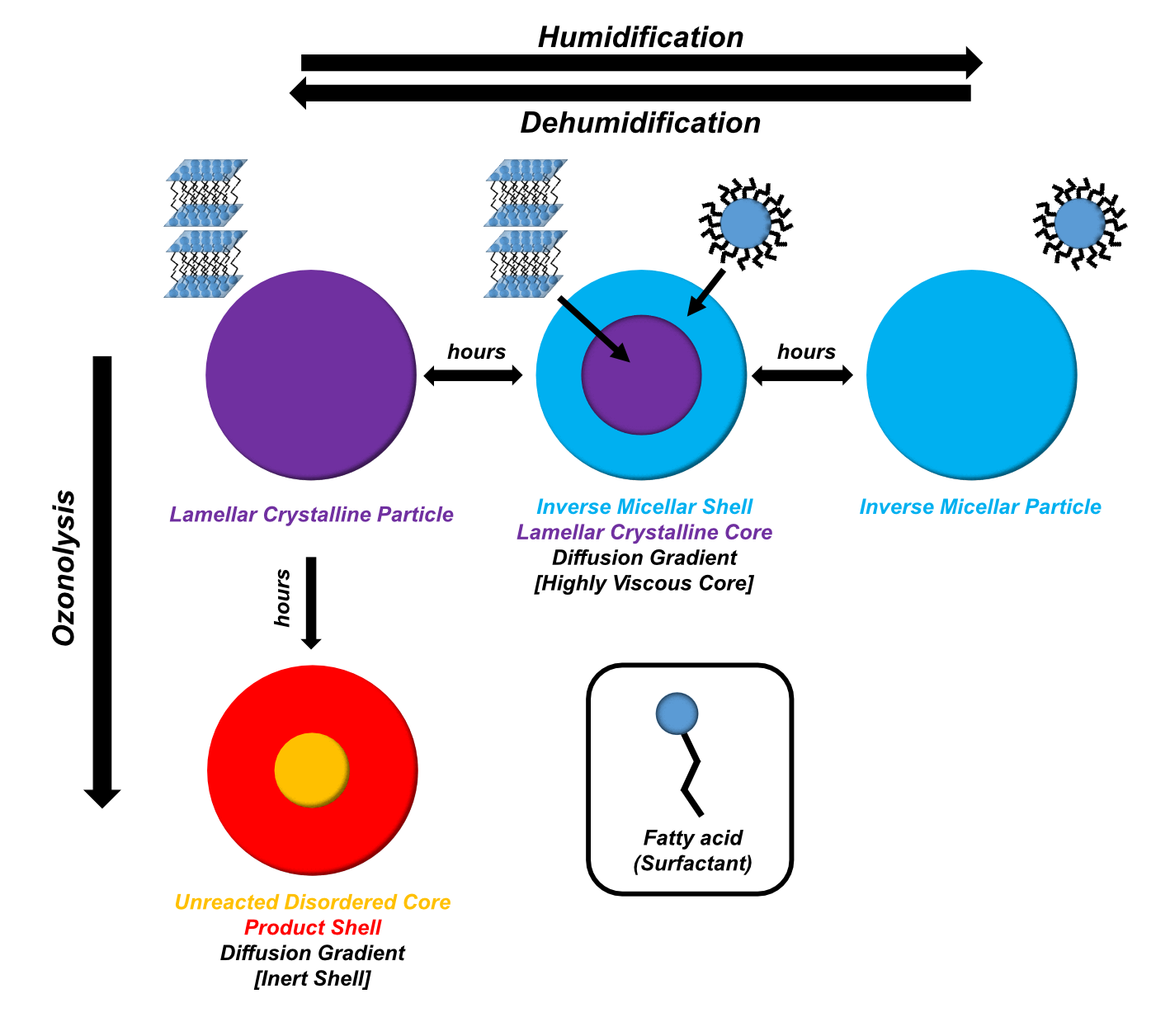 A schematic summarising the findings of this study. Particle humidification-dehumidification and ozonolysis are <br/>represented showing core–shell behaviour. Cartoons of SAXS-observed phases are labelled for clarity. (Atmospheric Chemistry and Physics, DOI:XXX. Reused under the CC BY 4.0 License.)