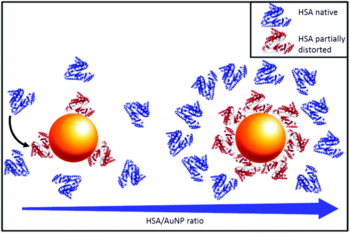 Fig. 2: Model of the AuNP–HSA complexes. At a low protein–NP ratio (left) the bound HSA molecules occupy less than 50% of the available binding sites and their secondary structure is more distorted. At a high protein-NP ratio (right) complete coverage of the nanoparticle surface is reached. Capomaccio et al. – Published by The Royal Society of Chemistr