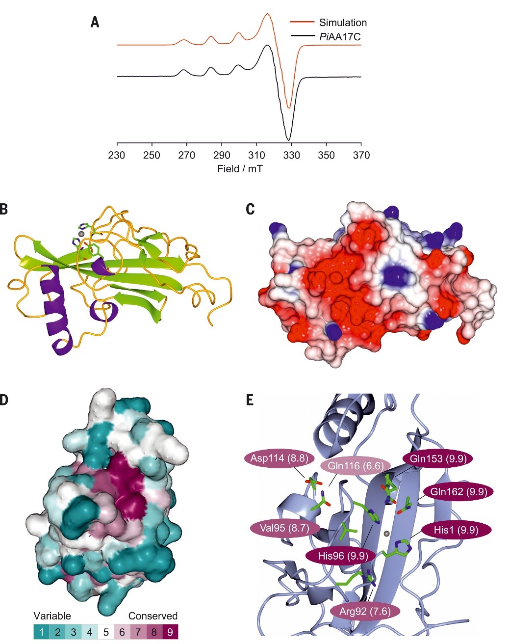 Structural and spectroscopic characterization of PiAA17C.(A) Continuous-wave X-band EPR spectrum of PiAA17C (~0.5 mM) in sodium phosphate buffer (pH 7.0, 20 mM) collected at 150 K (black) and spectral simulation (red). (B) Overall structure of PiAA17C, showing the antiparallel β sheet (in green) and histidine brace (sticks), featured in all LPMOs, and the long α helix (in purple), which is not present in other LPMO families (see fig. S4). (C) Electrostatic surface potential of PiAA17C, showing the cleft surrounding the active site and the negatively charged groove (red) leading toward it. (D) Sequence conservation analysis (ConSurf, based on 401 AA17 sequences) of PiAA17C looking down on the active site. The surface is colored by ConSurf score according to the indicated scoring scheme. (E) Highly conserved residues around the active site of PiAA17C, based on ConSurf analysis of 401 AA17 sequences (LPMO domain only). Color shades indicate the level of conservation, calculated using ConSurf.<br/><br/>Image reused from DOI: 10.1126/science.abj1342 under the CC BY 2.0 license.