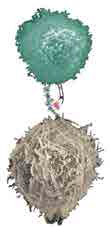 A T-cell (green) interacting with a cancer cell (grey) via the T-cell receptor.