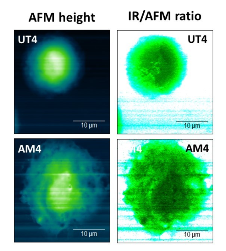 Control (UT) and drug-treated (AM) cells’ AFM topography versus SRIR signal divided by cell height.