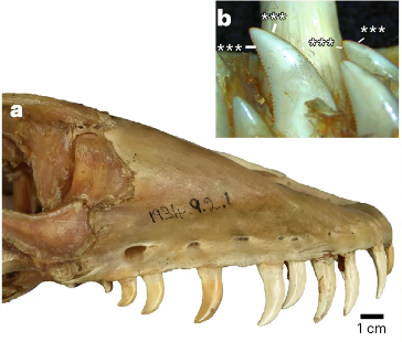a, Lateral view of the skull of V. komodoensis (Natural History Museum, London, NHMUK 1934.9.2.1). b, Lingual view of a dentary tooth position showing several unerupted replacement teeth with orange pigmentation (American Museum of Natural History, AMNH 37912).