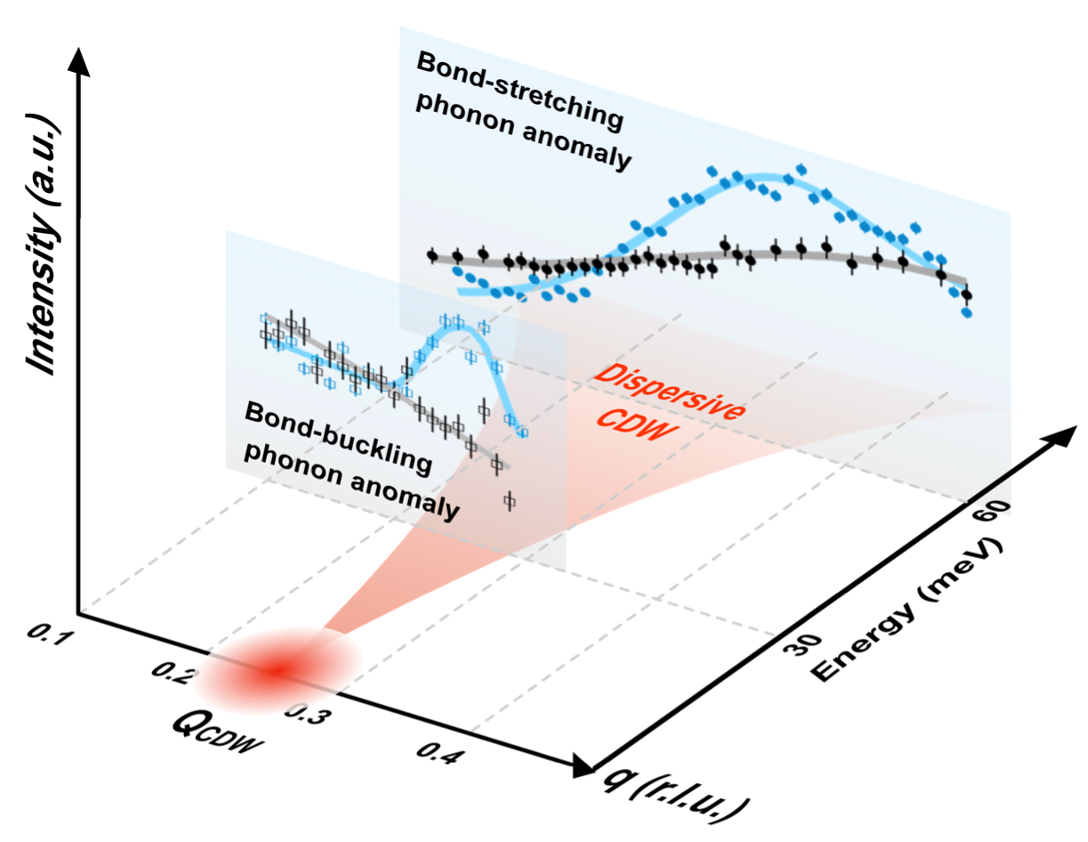 Fig.2 Quasistatic CDWs, their dispersive excitations, and concomitant electron-phonon anomalies.