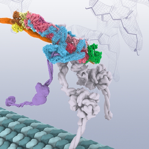 “Model of the structure of cytoplasmic dynein (grey) bound to dynactin (multicolor) via the Golgi vesicle cargo adaptor Bicaudal-D2 (orange).  The dynein is reaching down to contact the microtubule track (dark and light green) that it will drag the cargo along.  In the background are examples of electron density from the cryo-electron microscopy structure.  Image created by Janet Iwasa (University of Utah).”