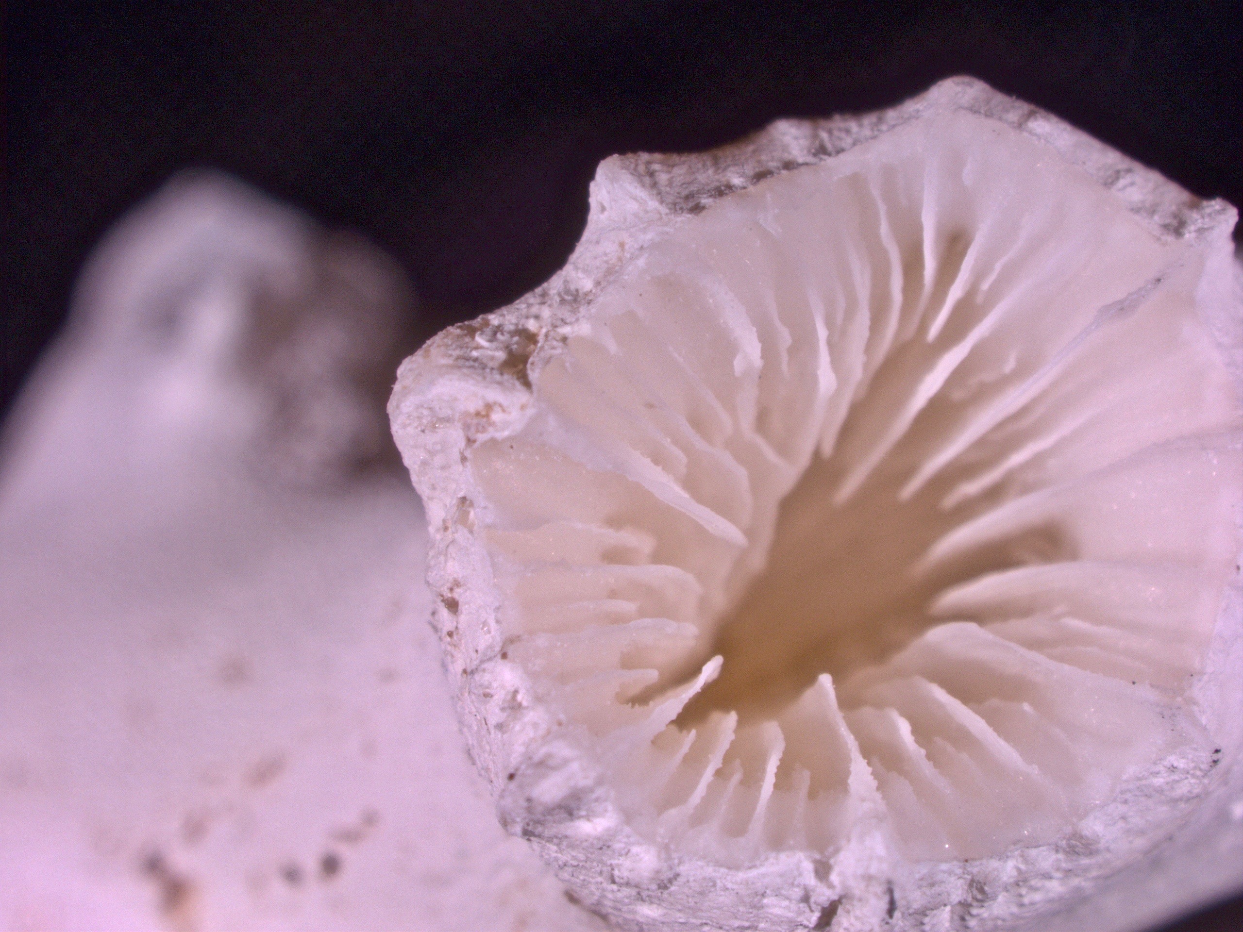 Lophelia pertusa skeleton with evidence of dissolution around the outside walls. Image: Sebastian Hennige 