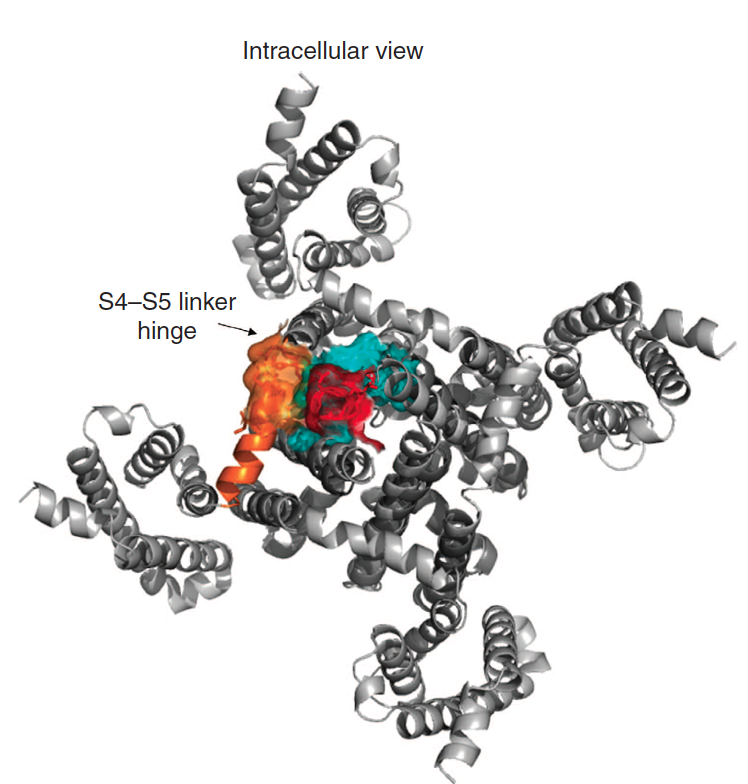 Image Structure of a bacterial voltage-gated sodium channel 