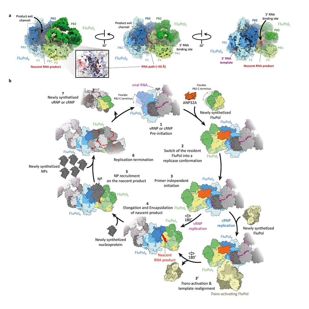 Functional implications of the FluPolC–ANP32A complex. Image: Nature