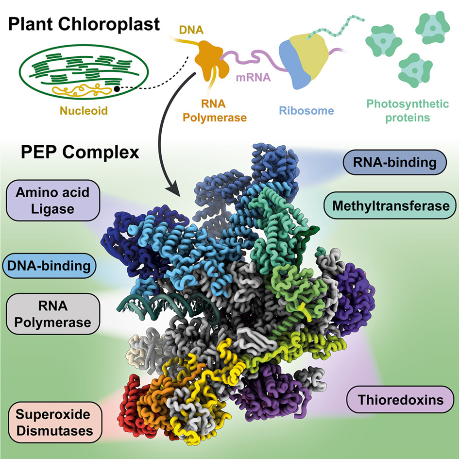 the PEP complex in chloroplasts.