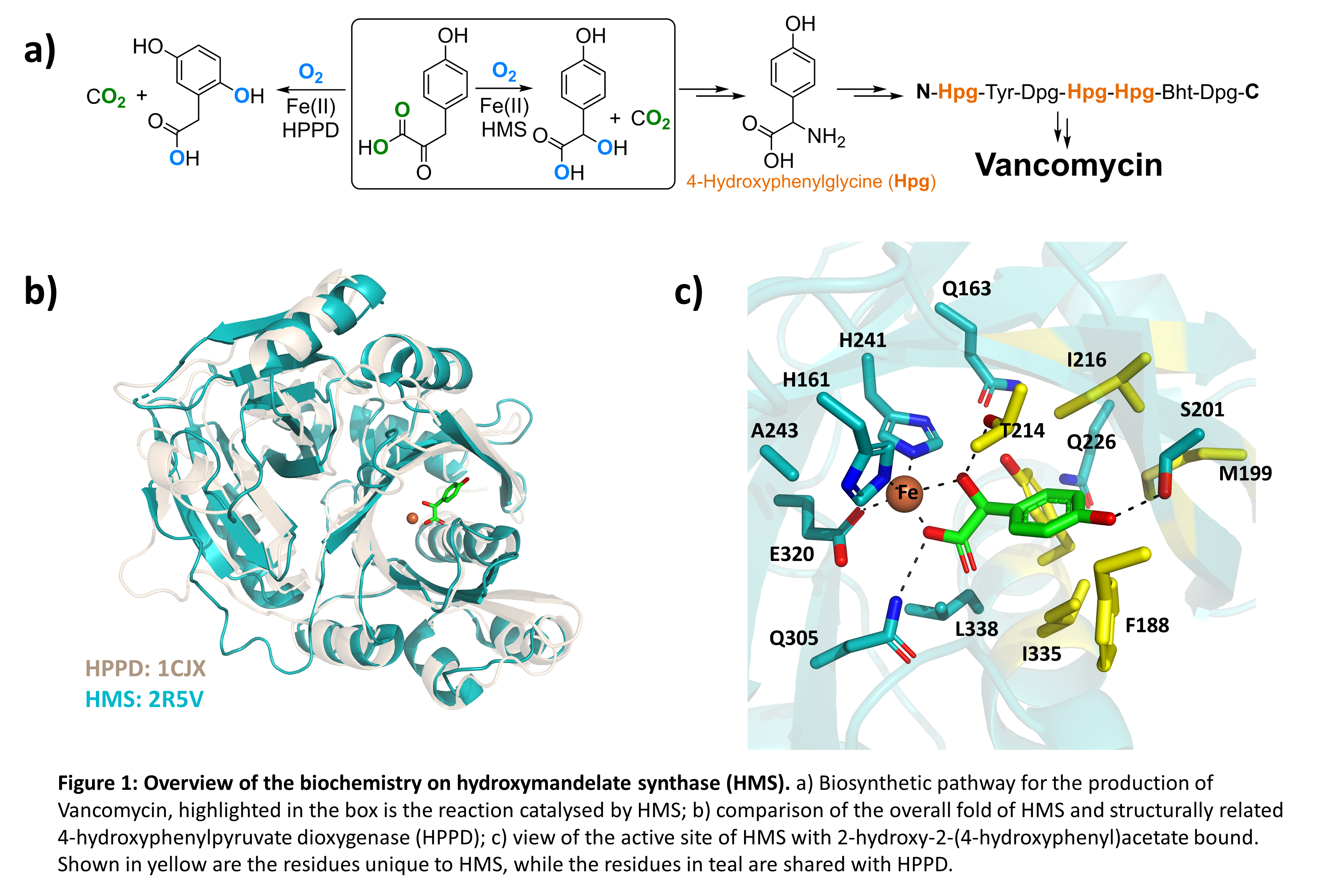 Overview of the biochemistry on hydroxymandelate synthase (HMS)