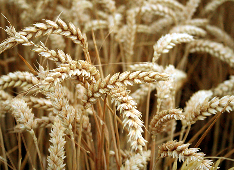 Wheat grain