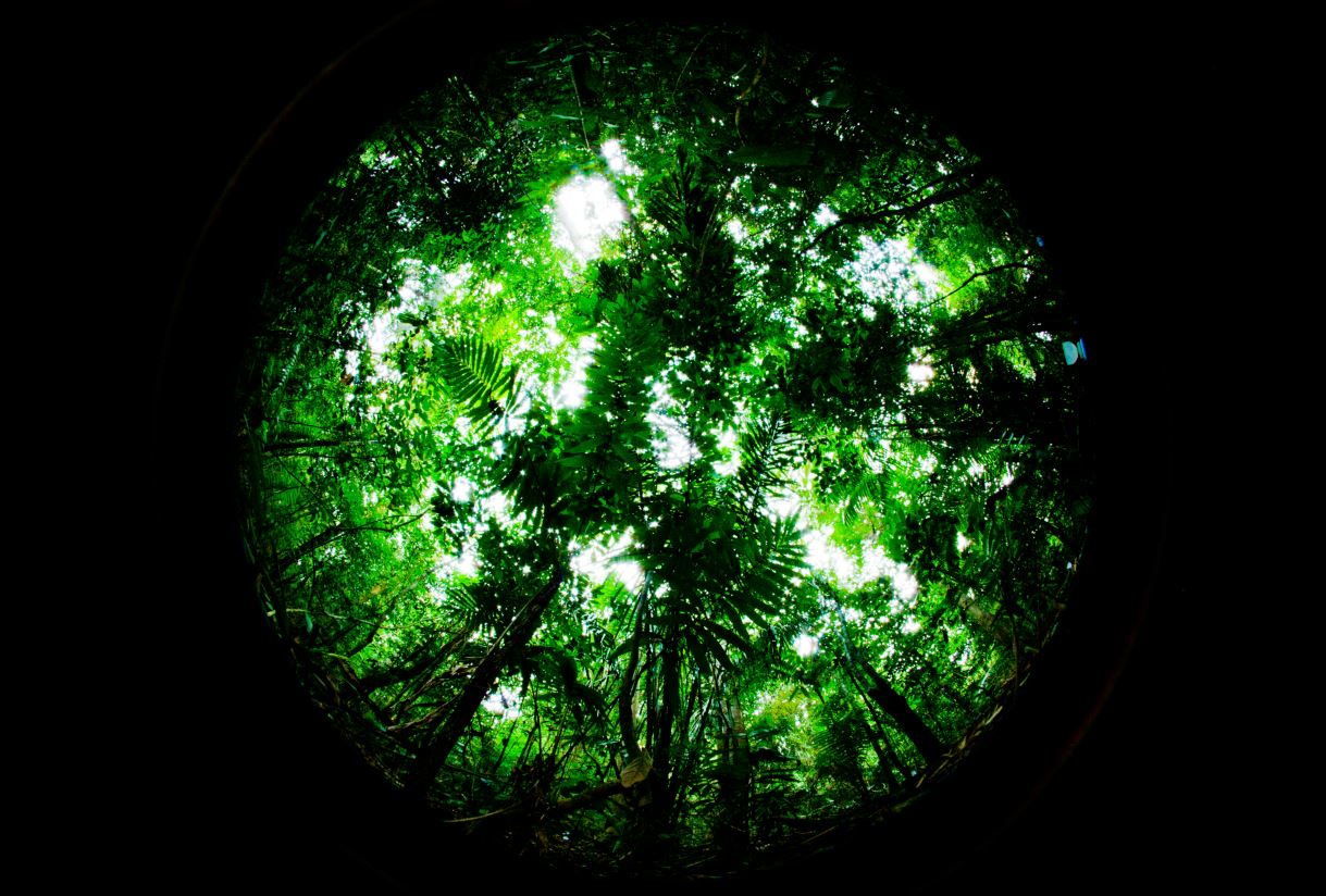 The tropical rainforest of Panama when viewed through a fisheye lens. Courtesy of Emily Baird