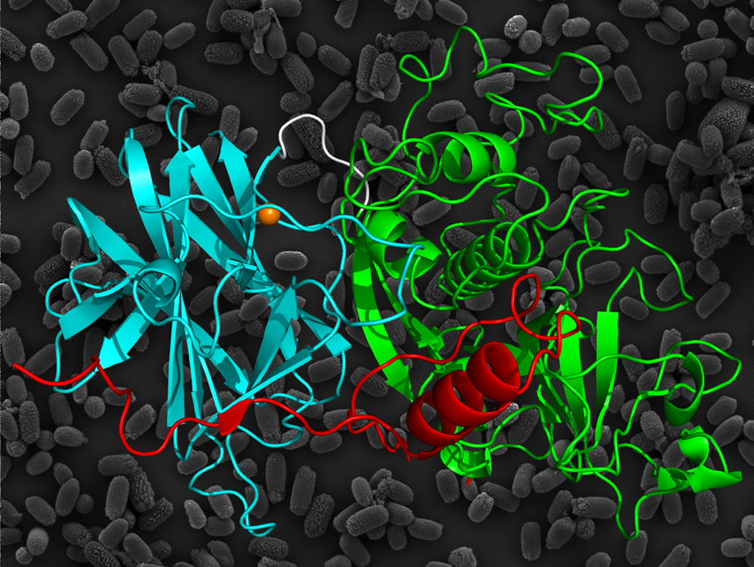 Ribbon diagram of the three-dimensional structure of the propeptide, cysteine protease and lectin-like domains of Cwp84.
<br/>(Cover image of Acta Cryst. D, vol. 70-7, 2014)
<br/>