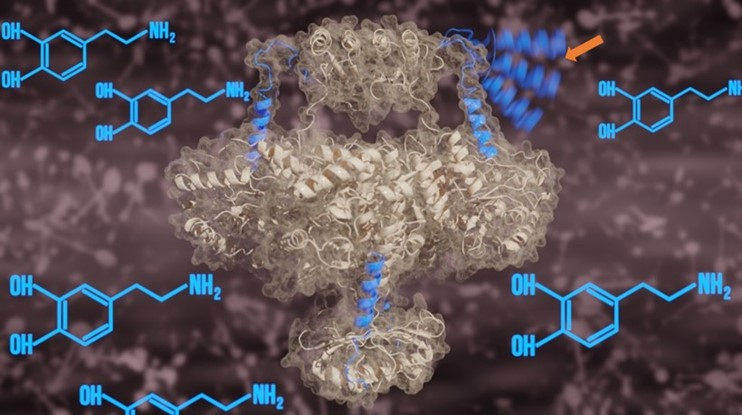 Artistic montage showing the atomic model of TH in the centre surrounded by dopamine molecules, which stabilise the N-terminal α-helices (highlighted in dark blue) in the four active centres of TH (only three of which are visible), blocking the active sites. The moving α-helix (marked by the orange arrow) illustrates how the four α-helices “float” outside the active centre in the absence of dopamine. 