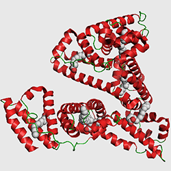 Fig. 1: The structure of Human serum albumin (HSA) complexed with 6 palmitic acid molecules (from PDB 1E7H).