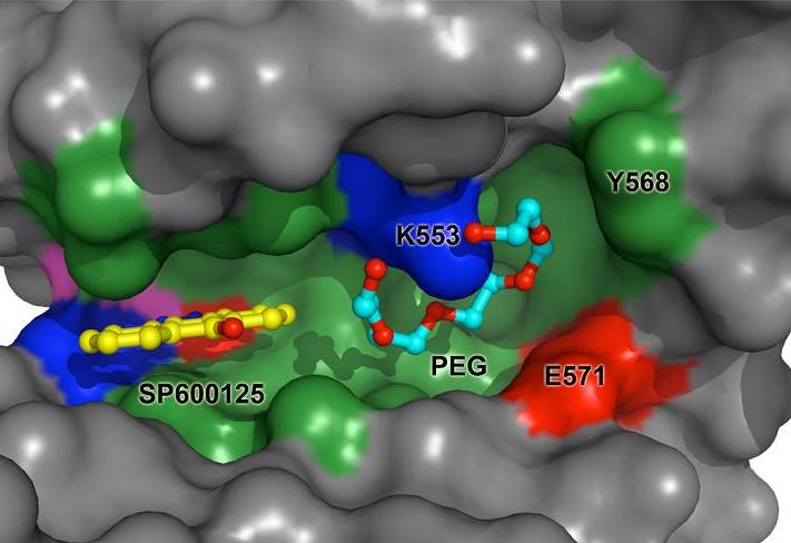 mitotickinase.jpg