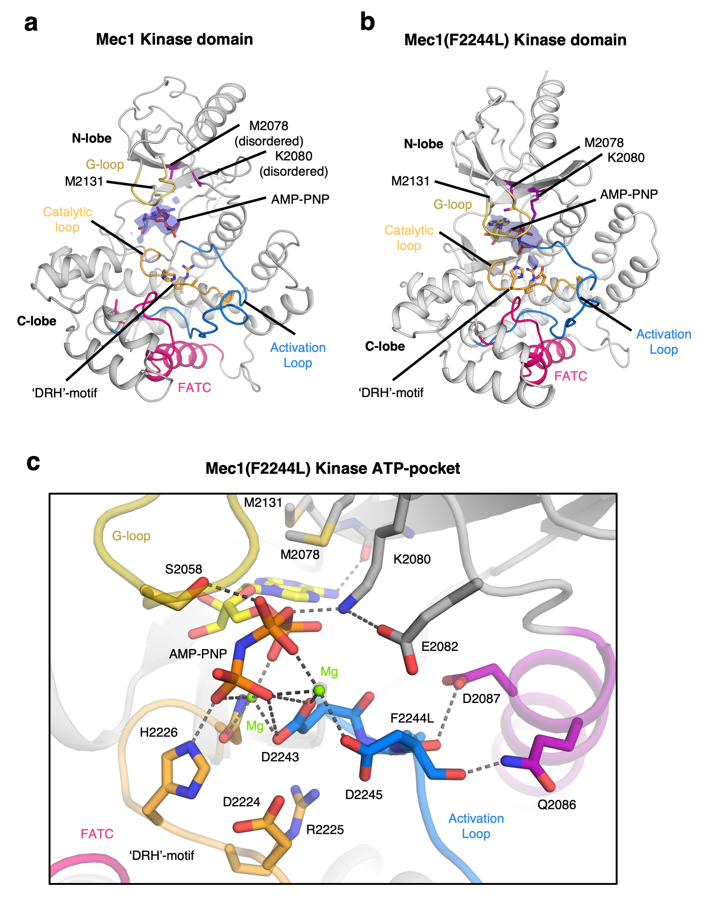 Relative ATP-binding sites in the kinase domains of Mec1–Ddc2 