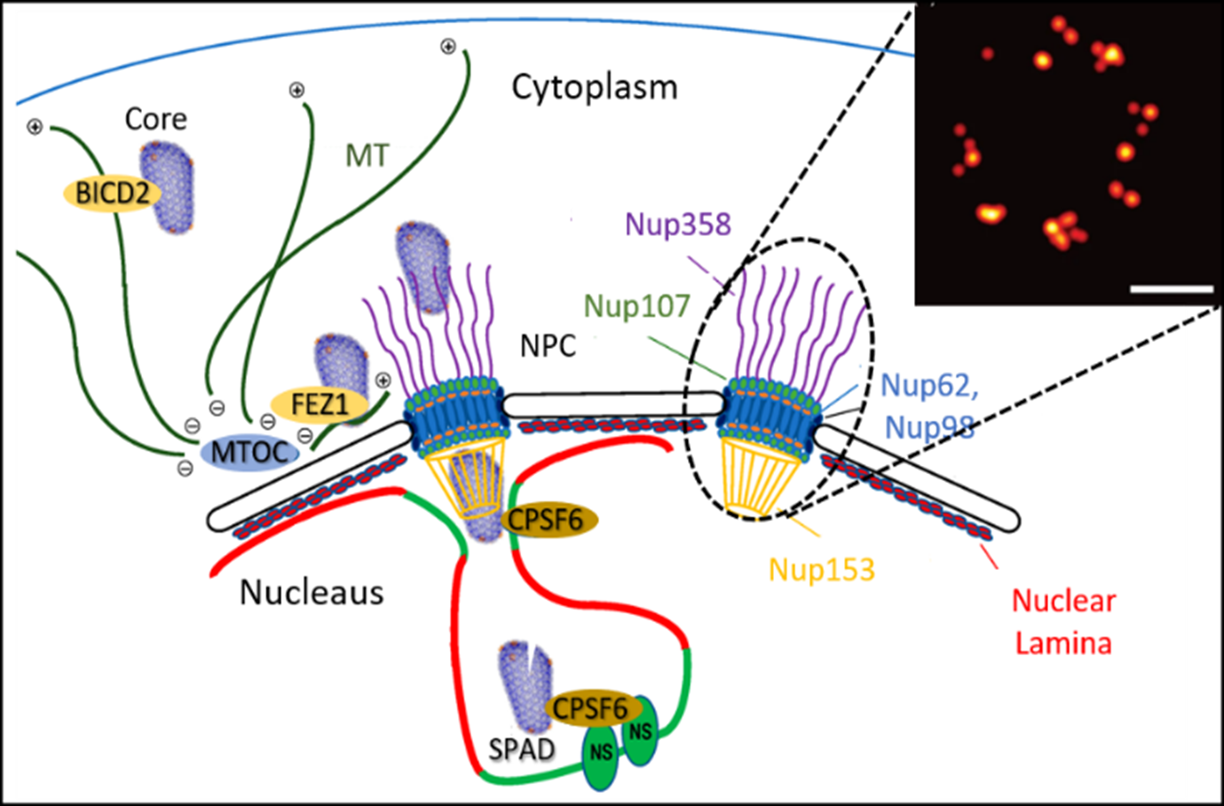 Image Current Research Interests