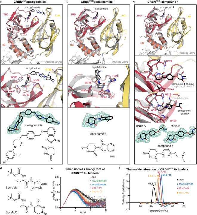 a Crystal structure of CRBNmidi  bound to mezigdomide (shown as black sticks) superposed with a cryo-EM structure of CRBN:DDB1:mezigdomide (grey, PDB ID: 8D7U). b Crystal structure of CRBNmidi bound to lenalidomide (shown as black sticks) superposed with a crystal structure of CRBNΔN:DDB1:lenalidomide (grey, PDB ID: 4TZ4). c Crystal structure of CRBNmidi (domains coloured as in Fig. 1) bound to compound 1 (shown as black sticks) superposed with a crystal structure of CRBNΔN:DDB1:lenalidomide (grey, PDB ID: 4TZ4, top panel). Overlay of compound 1 in the two protomers in the asymmetric unit (chain A and chain B) shown in 2nd panel from the top, overlay of chain A and CRBNmidi:lenalidomide shown in 3rd panel from the top. a-c Overall fold shown as cartoon (top); detail of the ligand binding site (middle) with residues involved in ligand binding shown as sticks and potential H-bonds shown as blue dashed lines; polder OMIT (Fo-Fc) map of the ligands contoured to 3 σ shown as green mesh, alongside the chemical structures of the compounds (bottom panel). d Chemical structures of Boc-VcN and Boc-AcQ. e Dimensionless Kratky Plot generated from SAXS data of apo CRBNmidi (black) and CRBNmidi bound to mezigdomide (green), lenalidomide (blue), Boc-VcN (red), or Boc-AcQ (orange). f First derivative of turbidity of thermal denaturation for CRBNmidi in the absence (black) or presence of binders lenalidomide (blue), Boc-VcN (red), or Boc-AcQ (orange). 