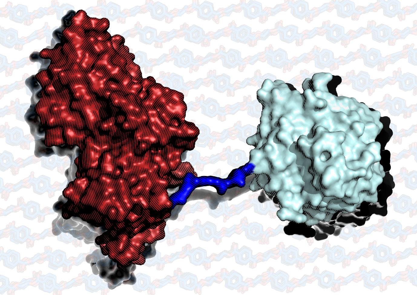 A model of the chimeric MHETase:PETase enzyme (red and blue, respectively) on a background of PET polymer chains.  Image: Aaron McGeehan.