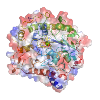 The structure of LtaS as a rainbow-coloured cartoon with the electrostatic potential mapped to a semi-transparent surface