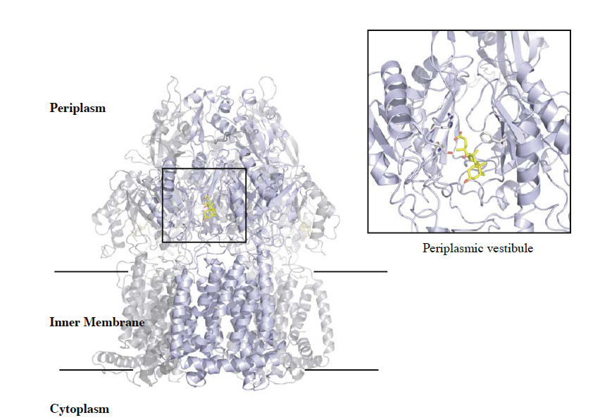 Image  The structure of the efflux pump AcrB in complex with bile acid
