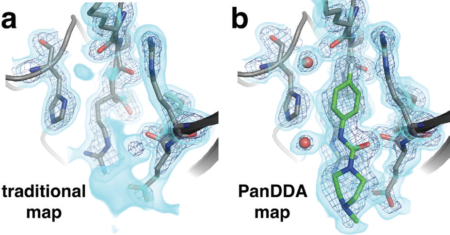 Figure 2: PanDDA analysis reveals low-occupancy allosteric fragments bound to PTP1B.<br/>(a) For one example fragment, a traditional 2Fo-Fc map contoured at 1.25 σ (cyan volume)<br/>and at 3.5 σ (blue mesh) provides no clear evidence for a bound fragment;. (b) By contrast,<br/>a background-subtracted PanDDA event map (85% background subtraction in this case)<br/>contoured at the same levels clearly reveals the precise pose of the bound fragment, plus<br/>additional ordered water molecules that accompany it (red spheres).