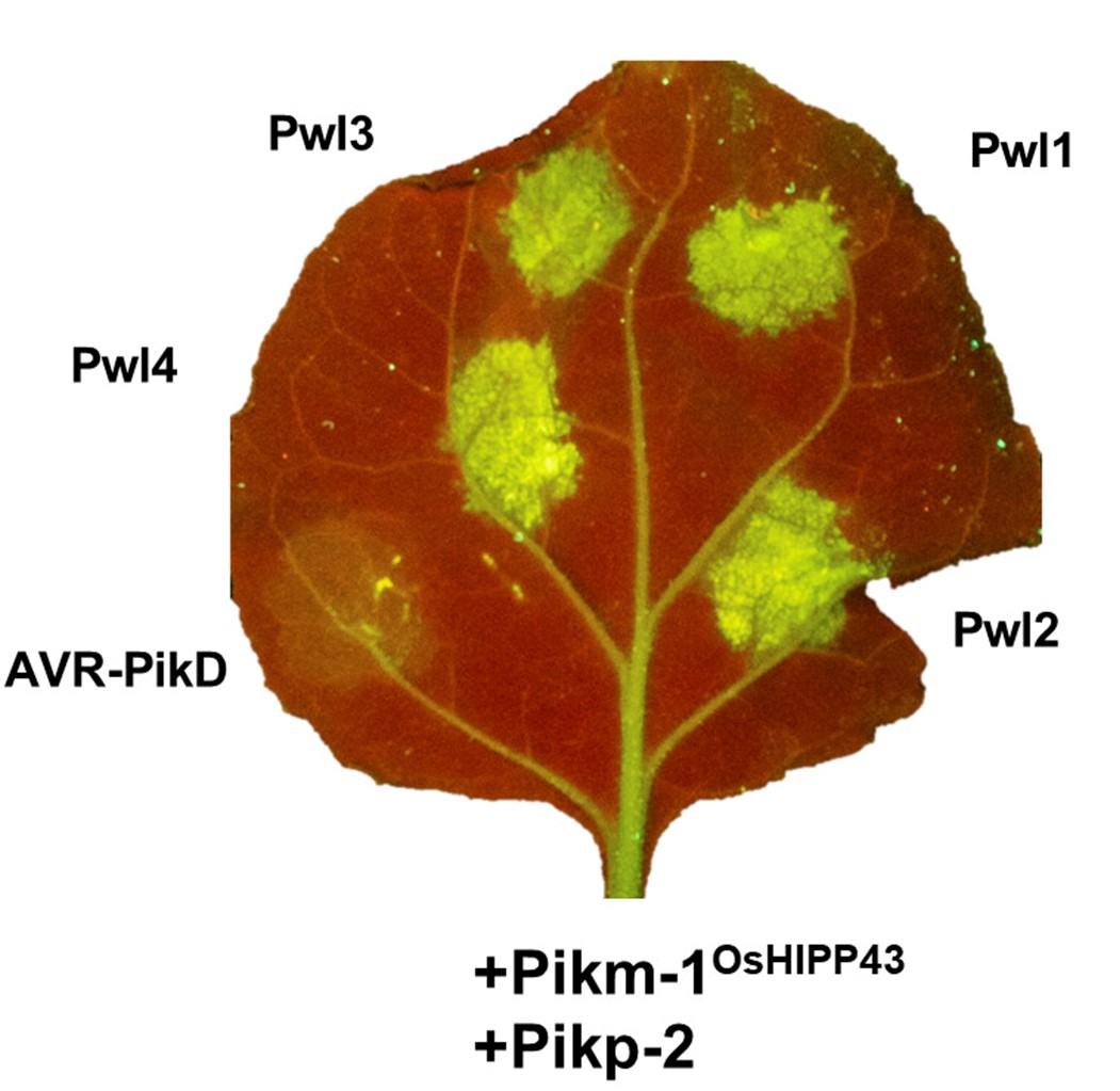 Figure 2: Cell death assay showing the Pikm-1OsHIPP43/Pikp-2 chimera recognizes Pwl effector variants on expression in N. benthamiana.