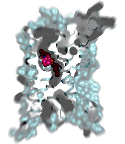 The 2.6 Angstrom crystal structure of metabotropic glutamate receptor 5, a class C G-protein coupled receptor structure solved in complex with the negative allosteric modulator, mavoglurant. The ligand is shown in sphere representation with atoms coloured by element. Drugs directed at this class of receptor show great promise in the treatment of severe neuropsychiatric disorders.