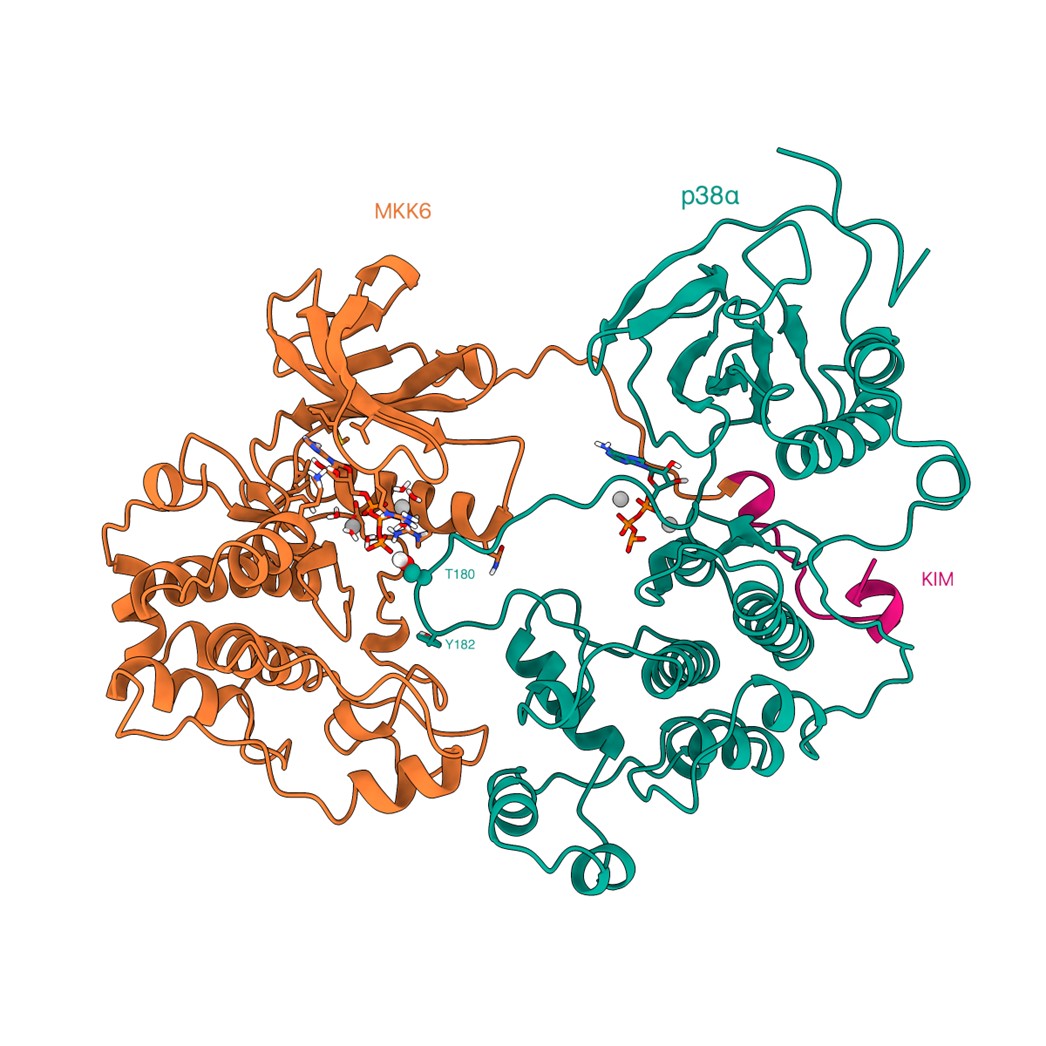 Fig. 2: Frame from a MD simulation trajectory (1 μs long, unrestrained) where the N-lobe of p38α rotates to allow access of T180 to the ATP bound to MKK6.