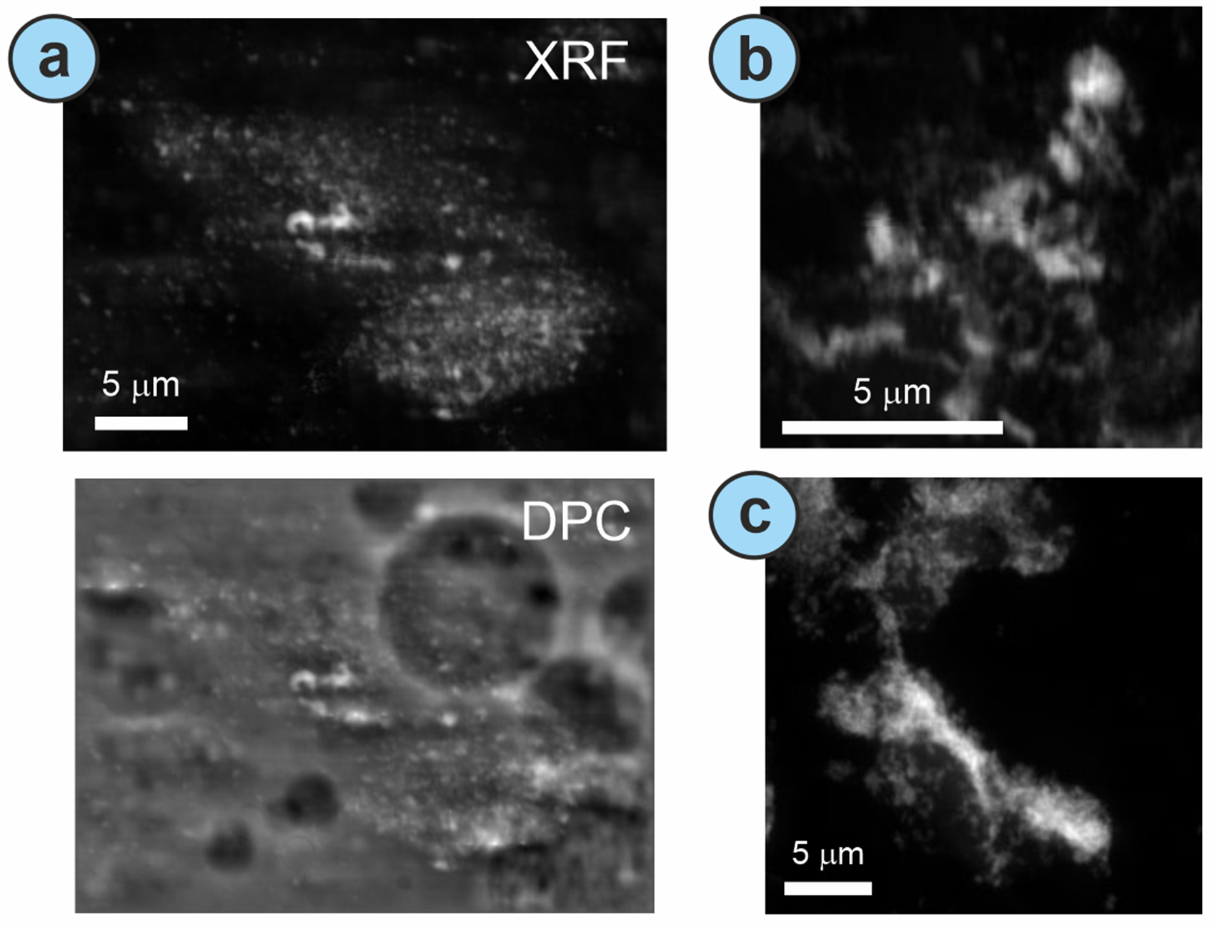 Figure 2 - X-ray fluorescence (XRF) image and XRF images