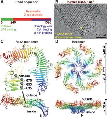 Figure 2: (a) Schematic diagram of the RsaA protein sequence. (b) On addition of Ca2+ ions
<br/>to RsaA, 2D sheets were obtained with the same appearance and repeat as S-layers on cells.
<br/>A cryo-ET slice through a reconstituted sheet. (c) One monomer of RsaA shown as a ribbon
<br/>diagram, coloured as a rainbow, N- to C-terminus from blue to red. Ca2+ ions are shown as
<br/>grey spheres. The inset shows a region around amino acid 653 where three tightly bound
<br/>structural Ca2+ ions stabilise the fold. (d) Non-crystallographic hexamer of RsaA resolved in
<br/>the X-ray structure, shown in two orthogonal orientations.